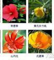 常见花卉图谱