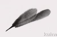 水墨写意虾画法步骤