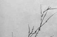 写意《双友图》竹子兰花示范步骤