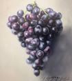 国外油画演示--葡萄画法