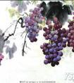 水墨花鸟画葡萄的画法