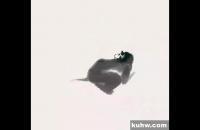 小猴子水墨画法