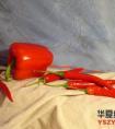 胡椒和辣椒――油画示范
