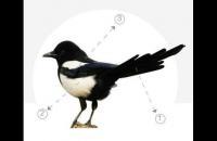 分步骤教你画喜鹊工笔画法