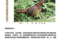 写意禽鸟，竹鸡的画法