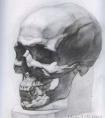 头骨结构素描示范教程